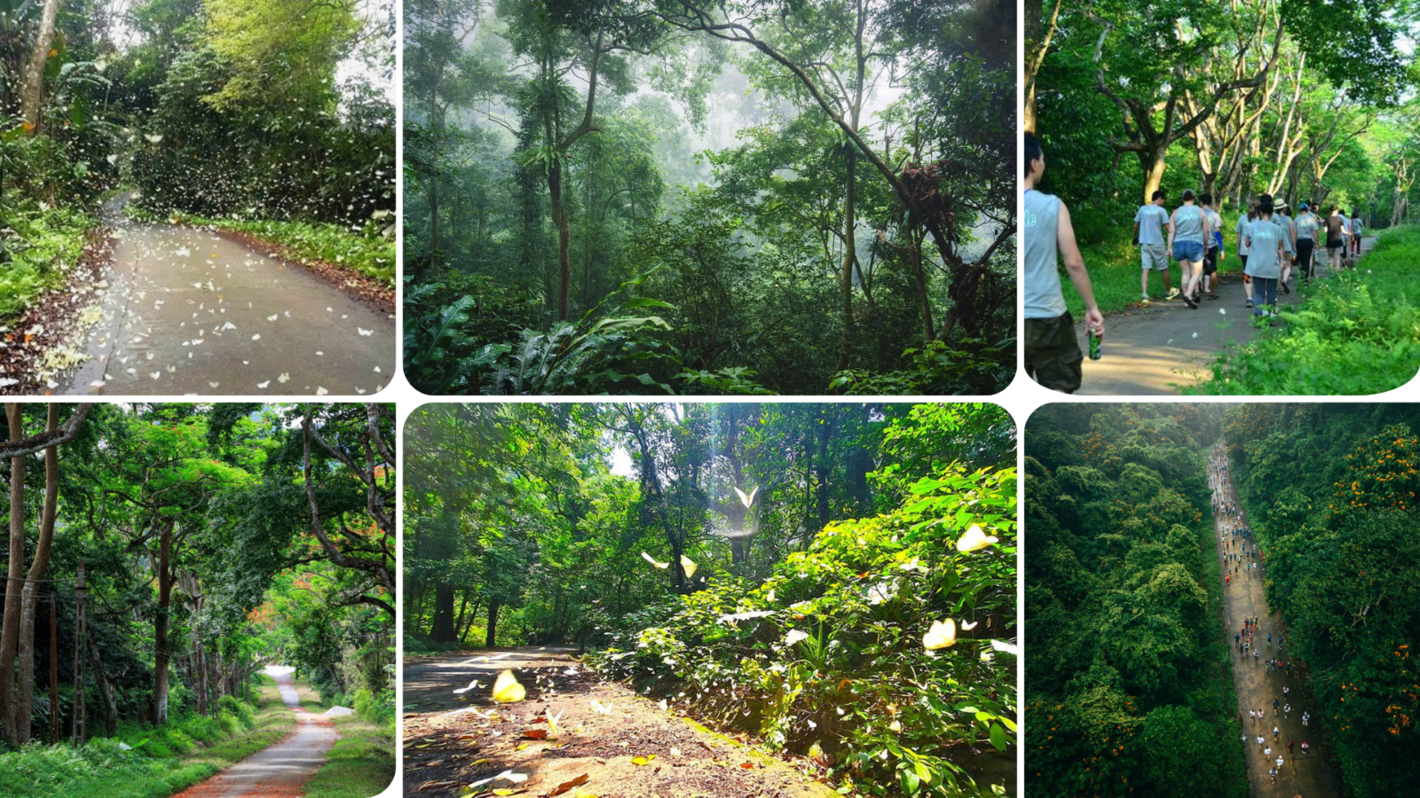 Explore Cuc Phuong National Park: A Natural Treasure Near Ninh Binh